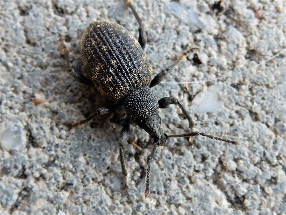 Wat doet een gegroefde lapsnuitkever op mijn bed?